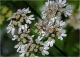 Coriandrum sativum. Соцветия. Московская обл., Раменский р-н, окр. дер. Хрипань, садовый участок. 07.08.2023.