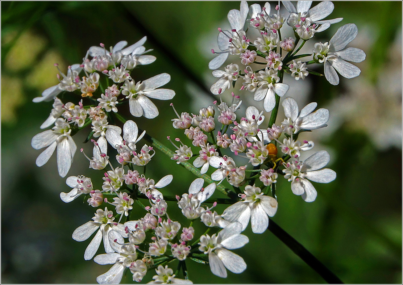 Изображение особи Coriandrum sativum.