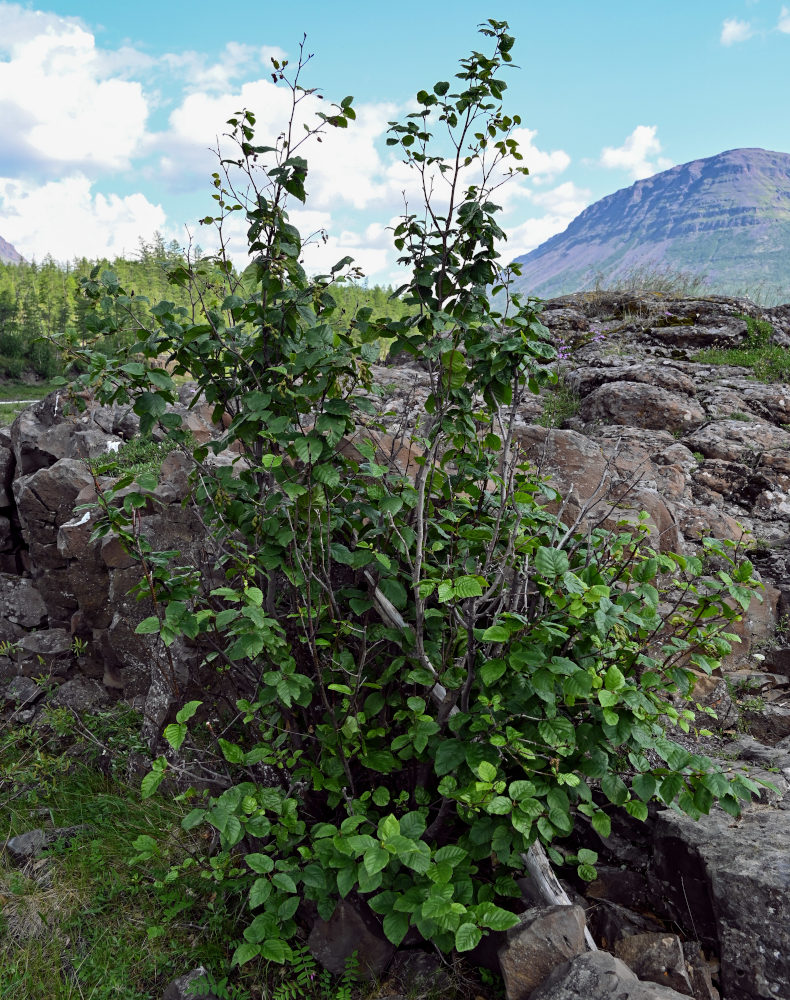 Image of Duschekia fruticosa specimen.