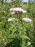 Eupatorium cannabinum. Верхушка цветущего растения. Ярославская обл., Ростовский р-н, с. Угодичи, у полевой дороги по берегу оз. Неро. 04.08.2004.