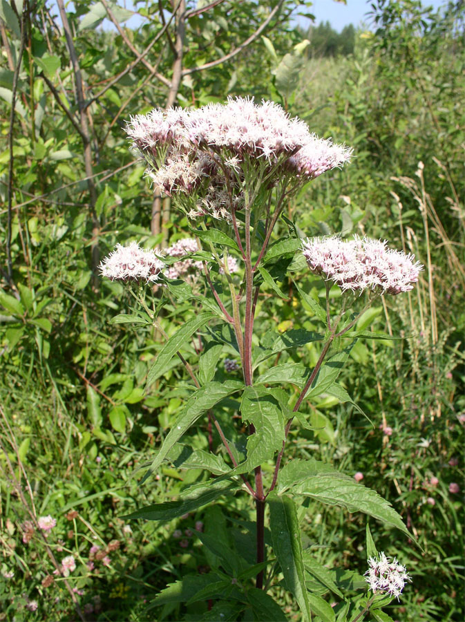 Изображение особи Eupatorium cannabinum.