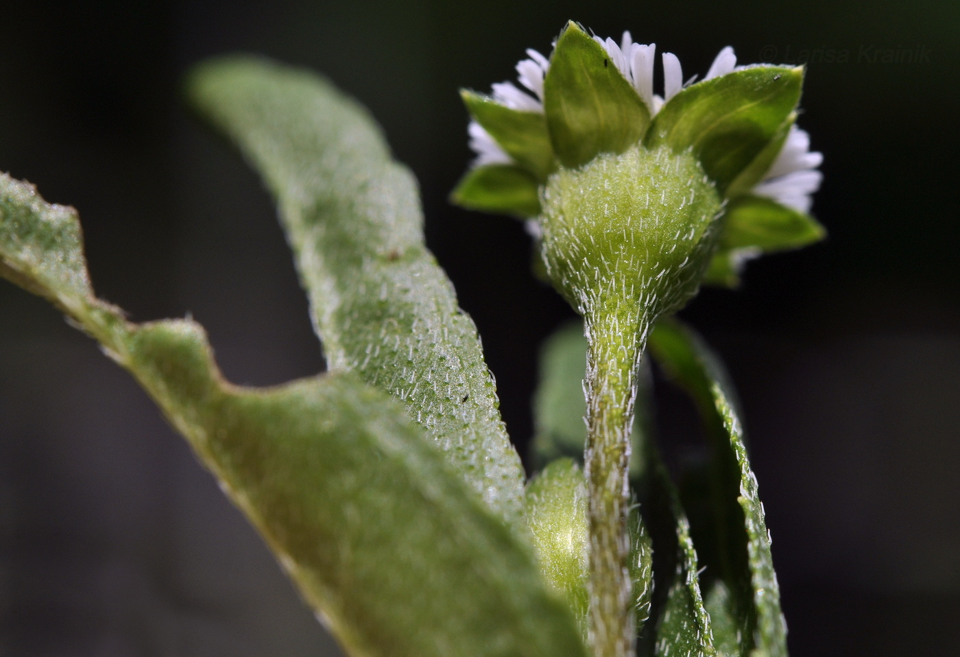 Изображение особи Eclipta prostrata.