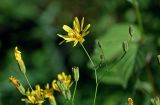 Lapsana grandiflora. Верхушка побега с соцветием. Армения, обл. Лори, окр. г. Алаверди, монастырь Санаин, ≈ 1000 м н.у.м., опушка широколиственного леса, у дороги. 24.06.2022.