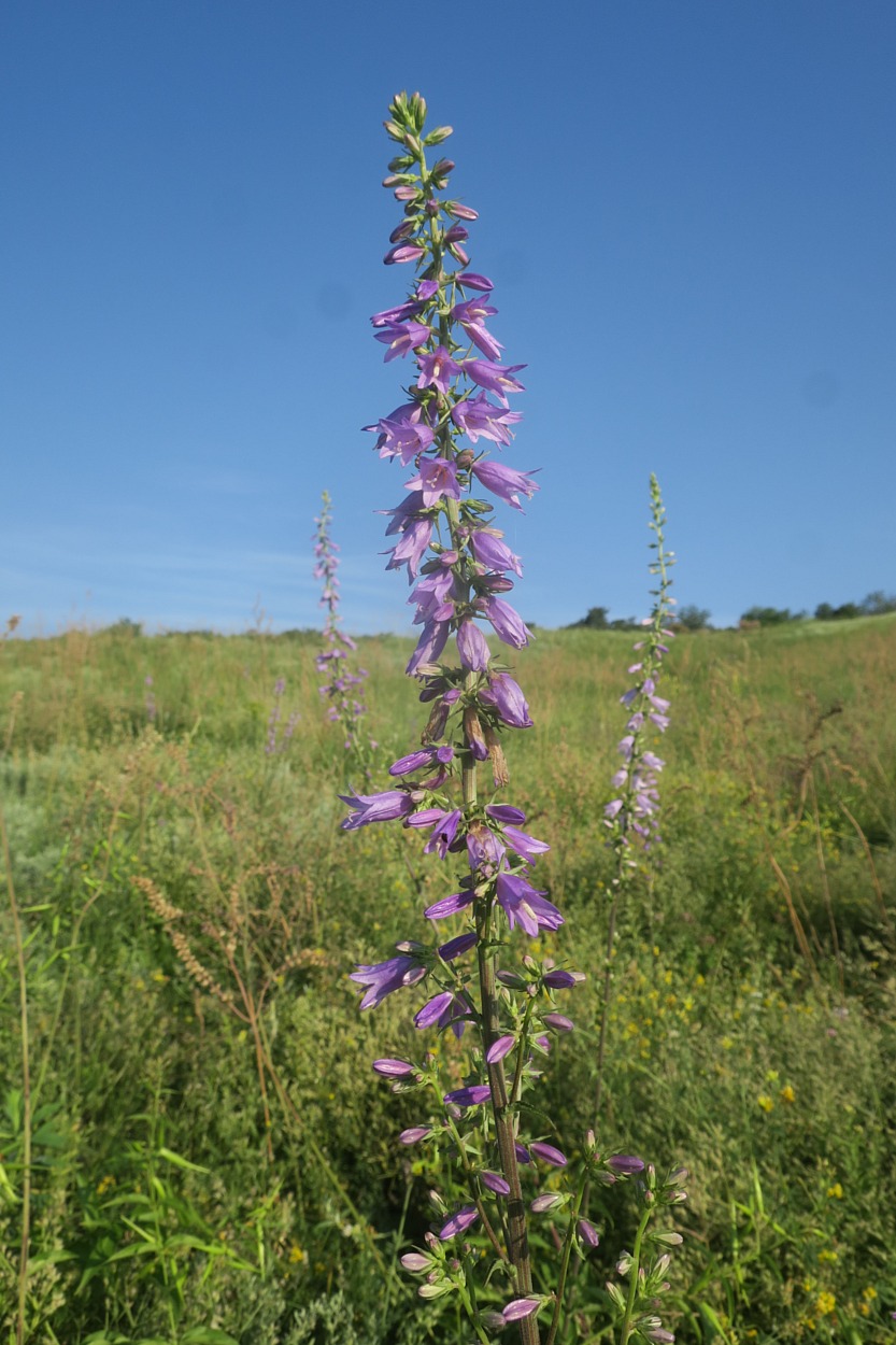 Изображение особи Campanula bononiensis.