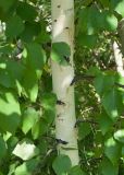 Betula platyphylla