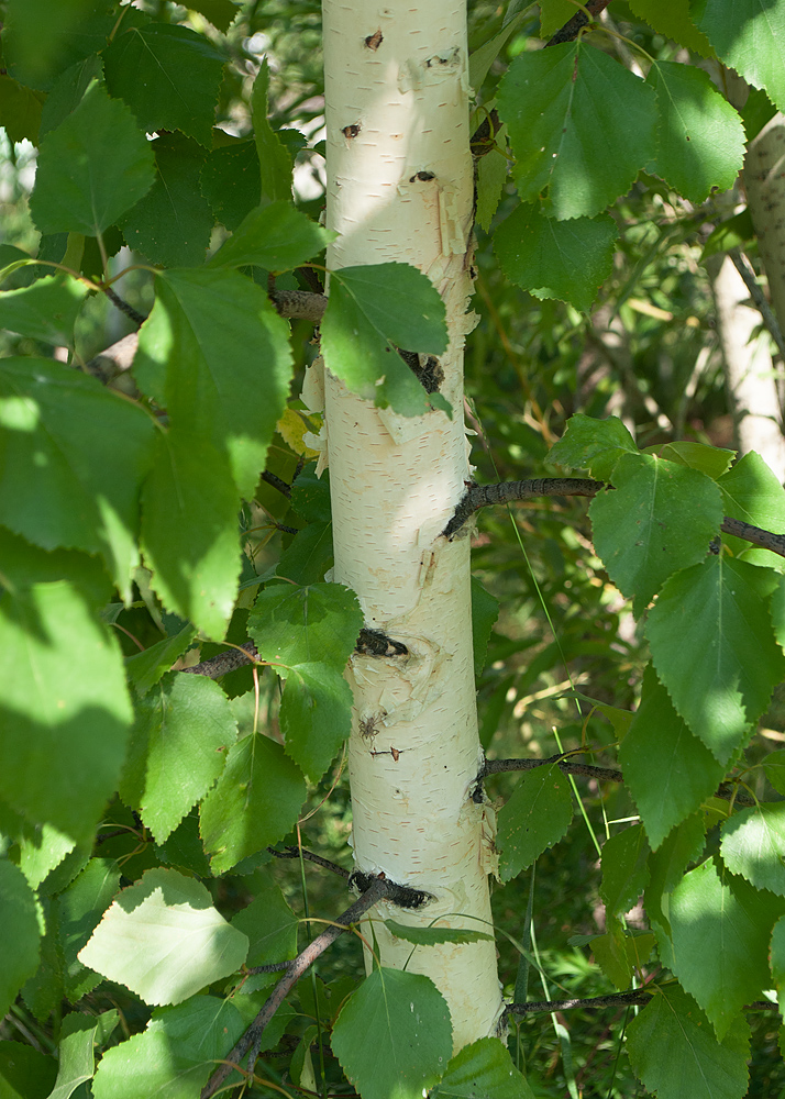 Изображение особи Betula platyphylla.