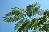 Albizia julibrissin. Верхушка побега. Испания, Галисия, г. Сантьяго-де-Компостела, уличное озеленение. Июль.