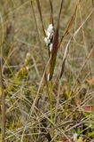 семейство Poaceae. Средняя часть побега с коконами насекомого(?). Оренбургская обл., Беляевский р-н, Донской сельсовет, Долгие Горы, степной склон. 5 сентября 2023 г.