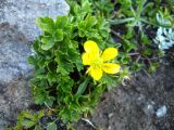 Ranunculus brachylobus