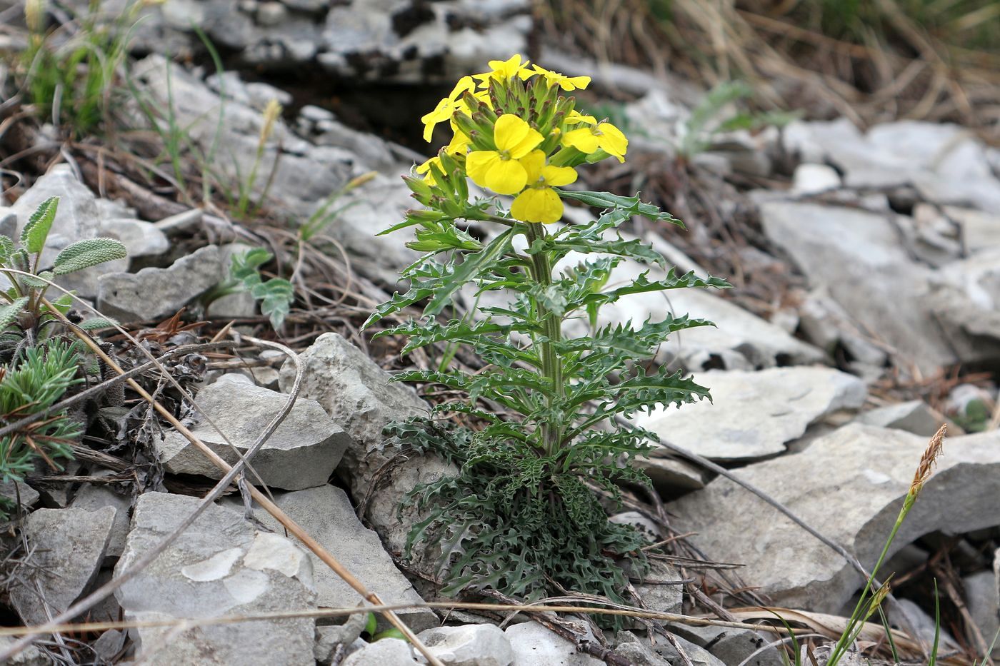 Image of Erysimum callicarpum specimen.