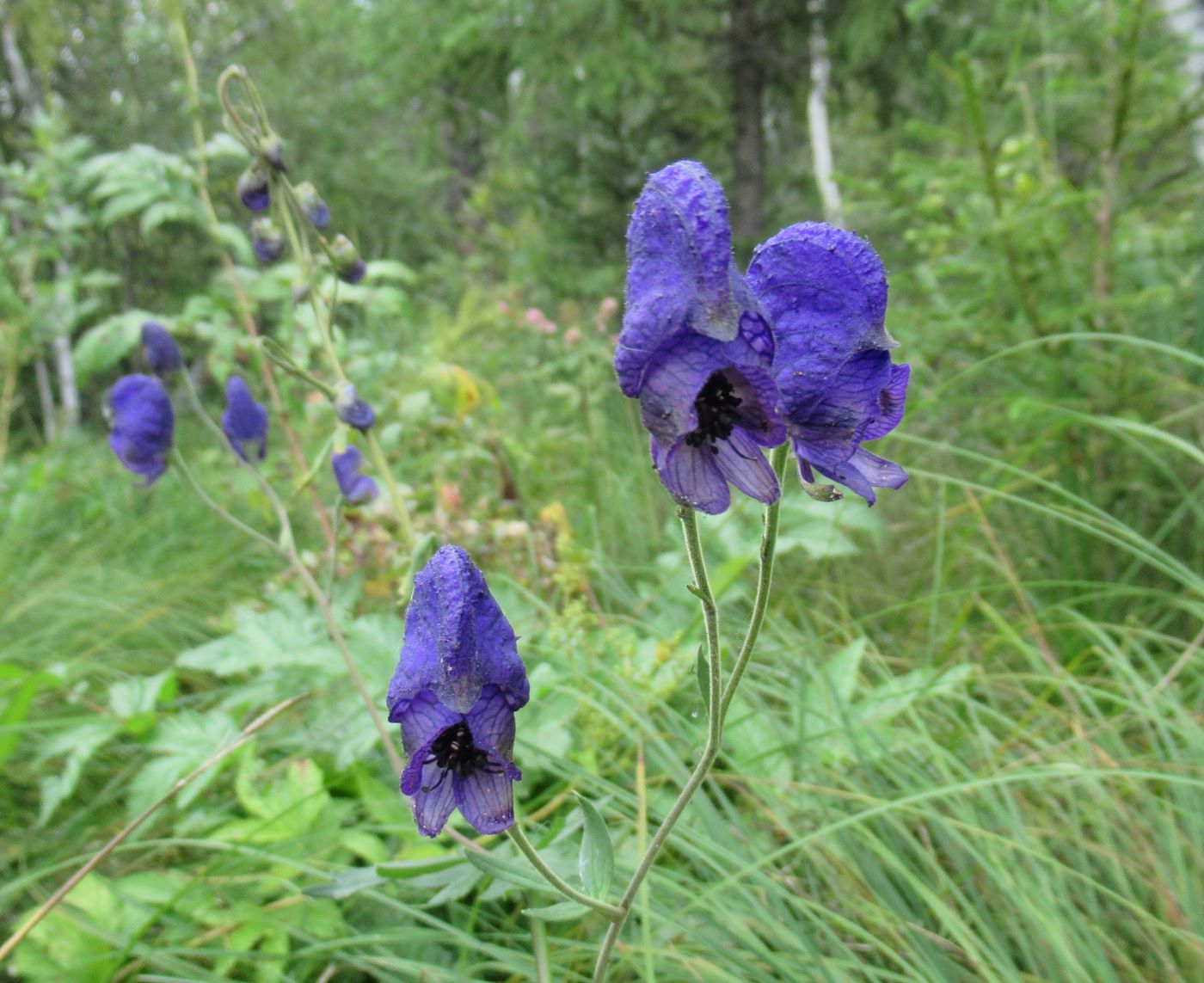 Изображение особи Aconitum baicalense.