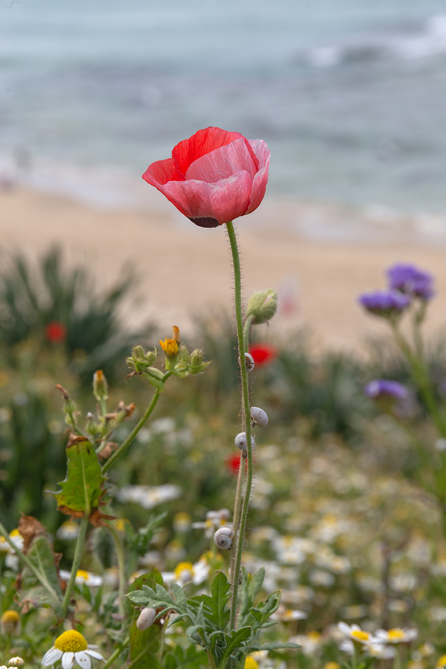 Image of Papaver umbonatum specimen.