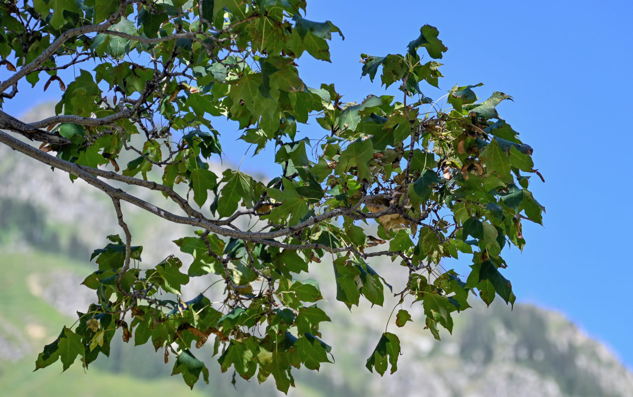 Image of genus Acer specimen.