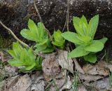 Gadellia lactiflora