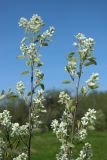 Amelanchier spicata. Верхушки цветущих ветвей. Беларусь, Витебская обл., пос. Езерище, частная усадьба, посадки фруктовых деревьев на краю огорода. 30.04.2024.