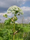 Heracleum sosnowskyi. Верхняя часть цветущего растения. Ульяновская обл., Мелекесский р-н, окр. с. Куликовка, дно переходящей в затопленный овраг сырой ложбины. 25.06.2023.