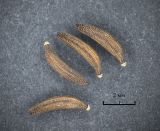 Picris japonica