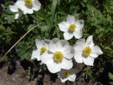 Anemonastrum protractum