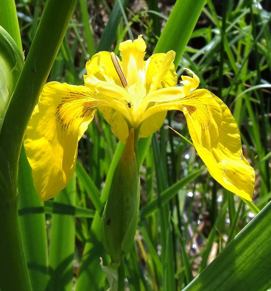 Изображение особи Iris pseudacorus.