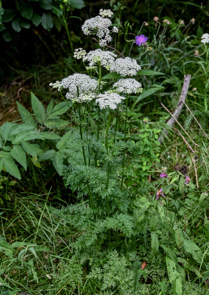 Image of Selinum carvifolia specimen.