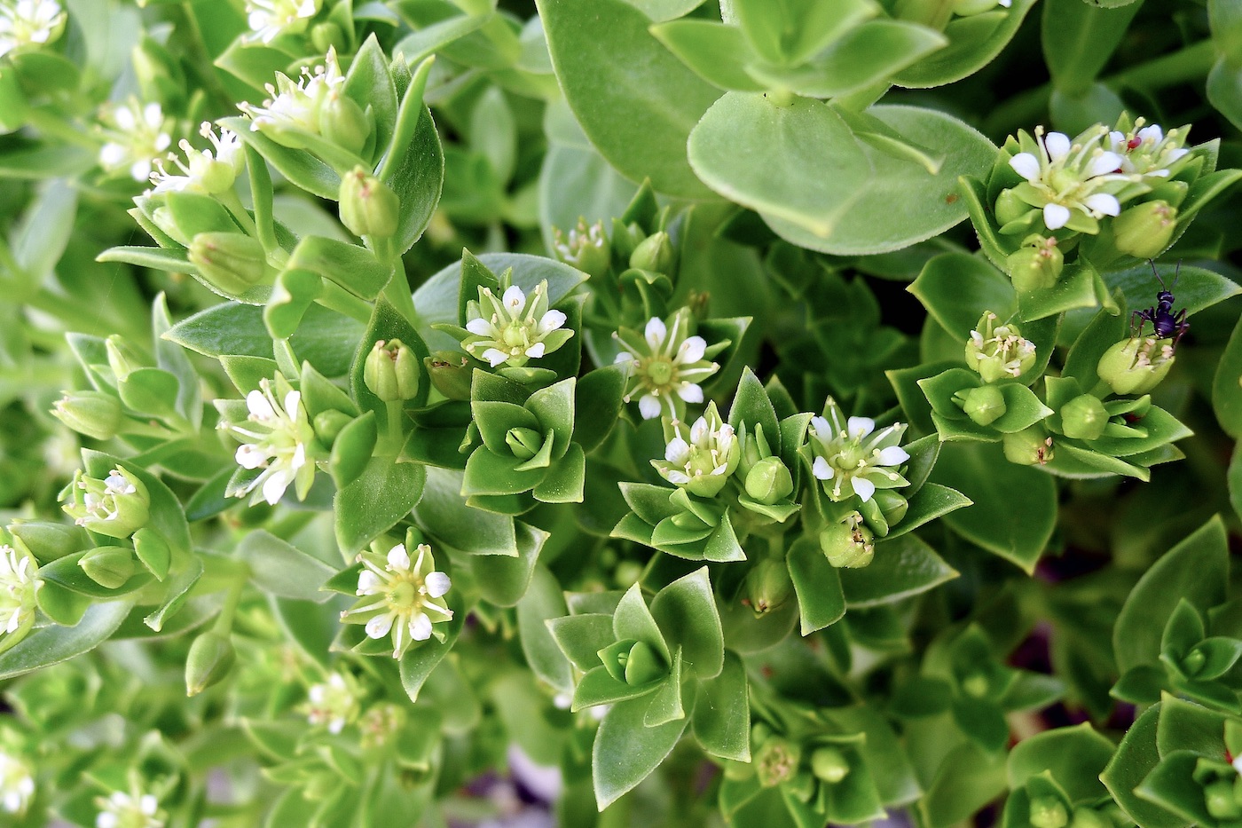 Изображение особи Honckenya peploides ssp. major.