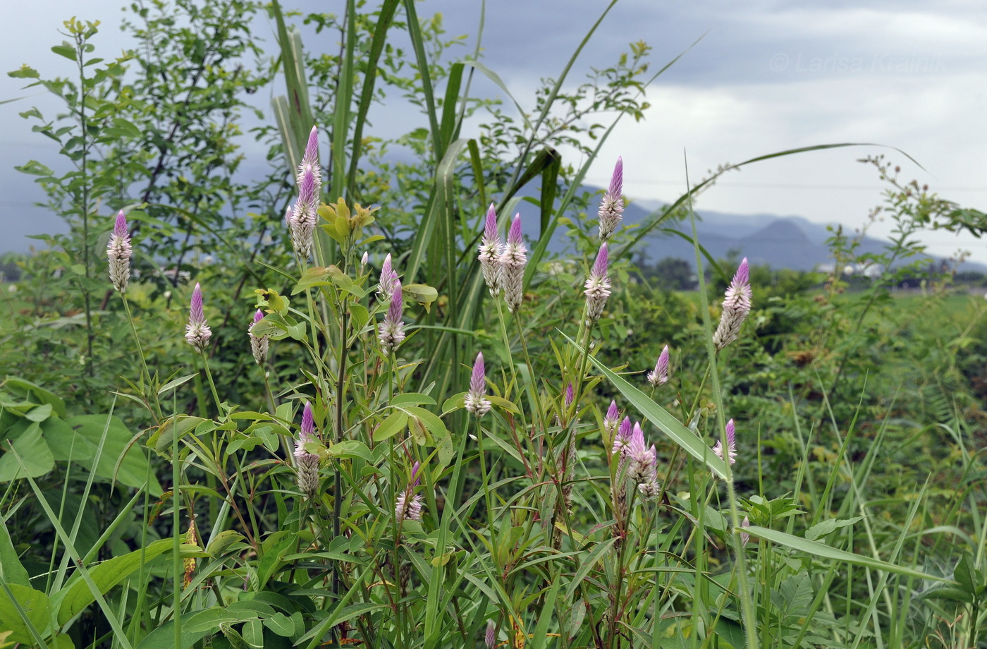 Image of genus Celosia specimen.