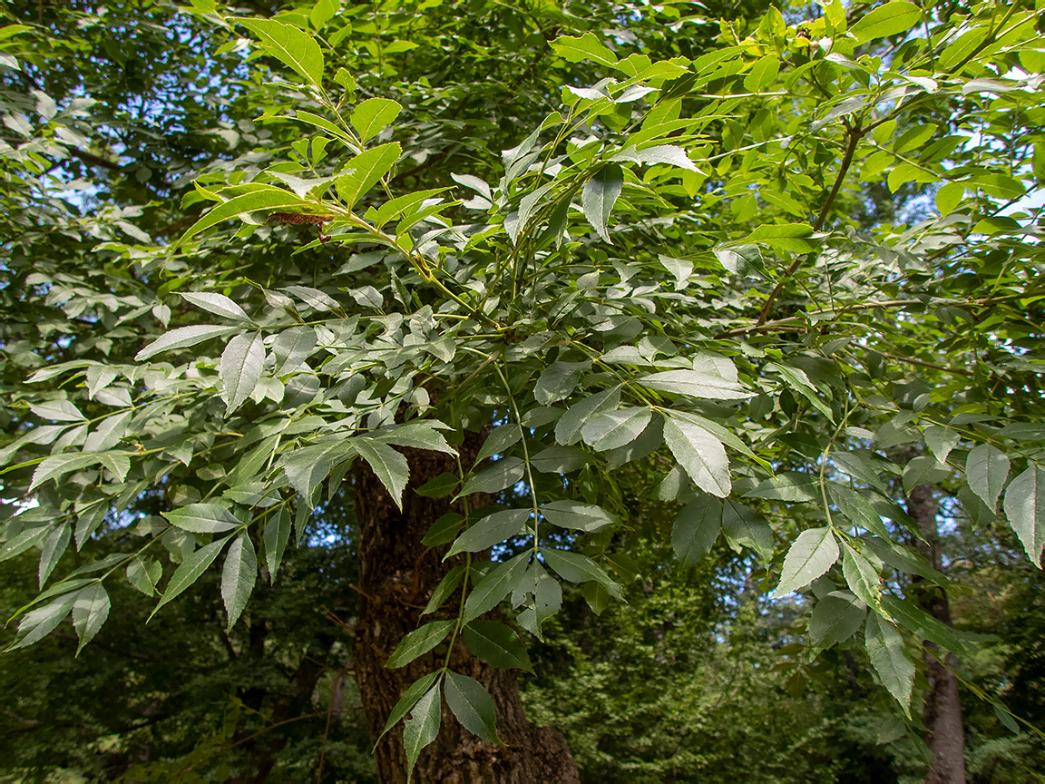 Image of genus Fraxinus specimen.