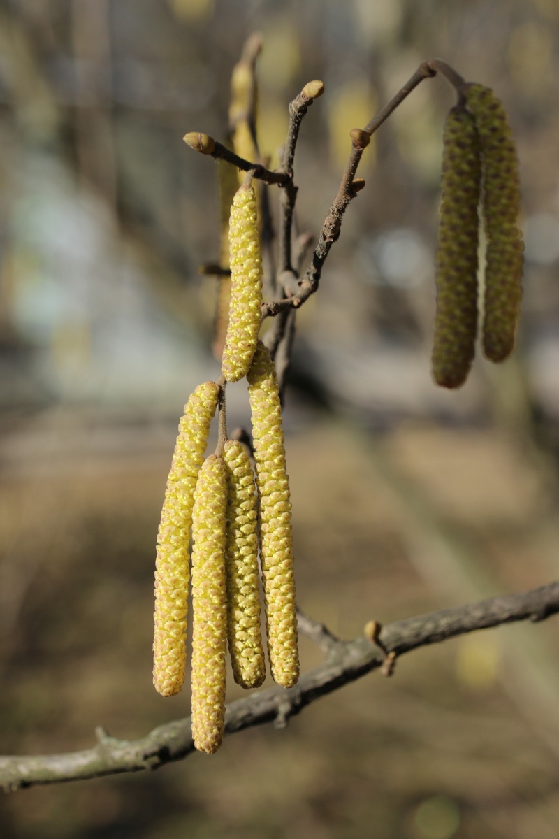 Image of Corylus avellana specimen.