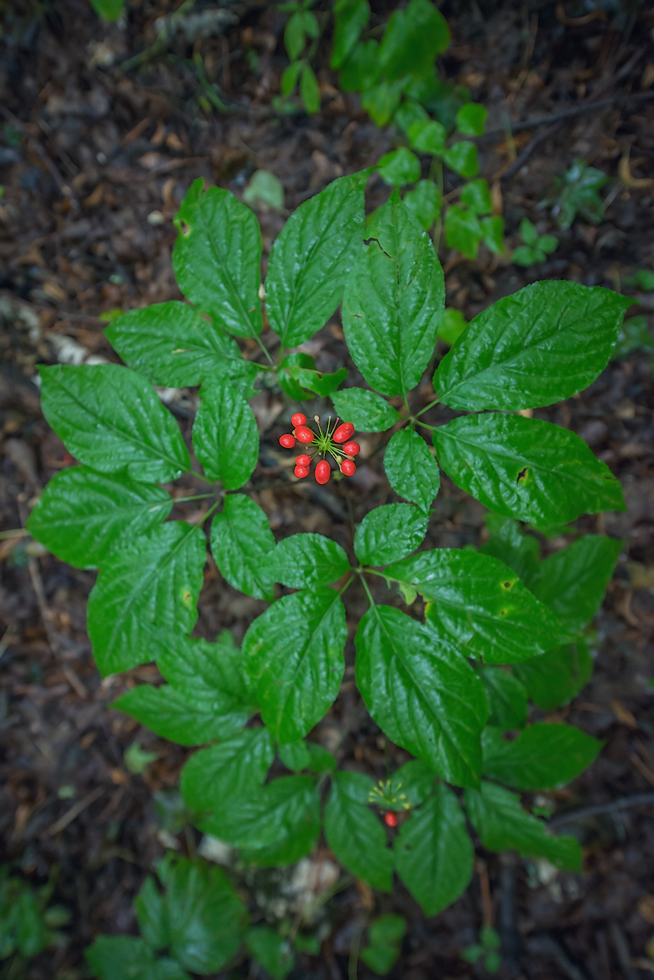 Image of Panax ginseng specimen.
