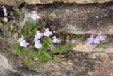 Cymbalaria muralis