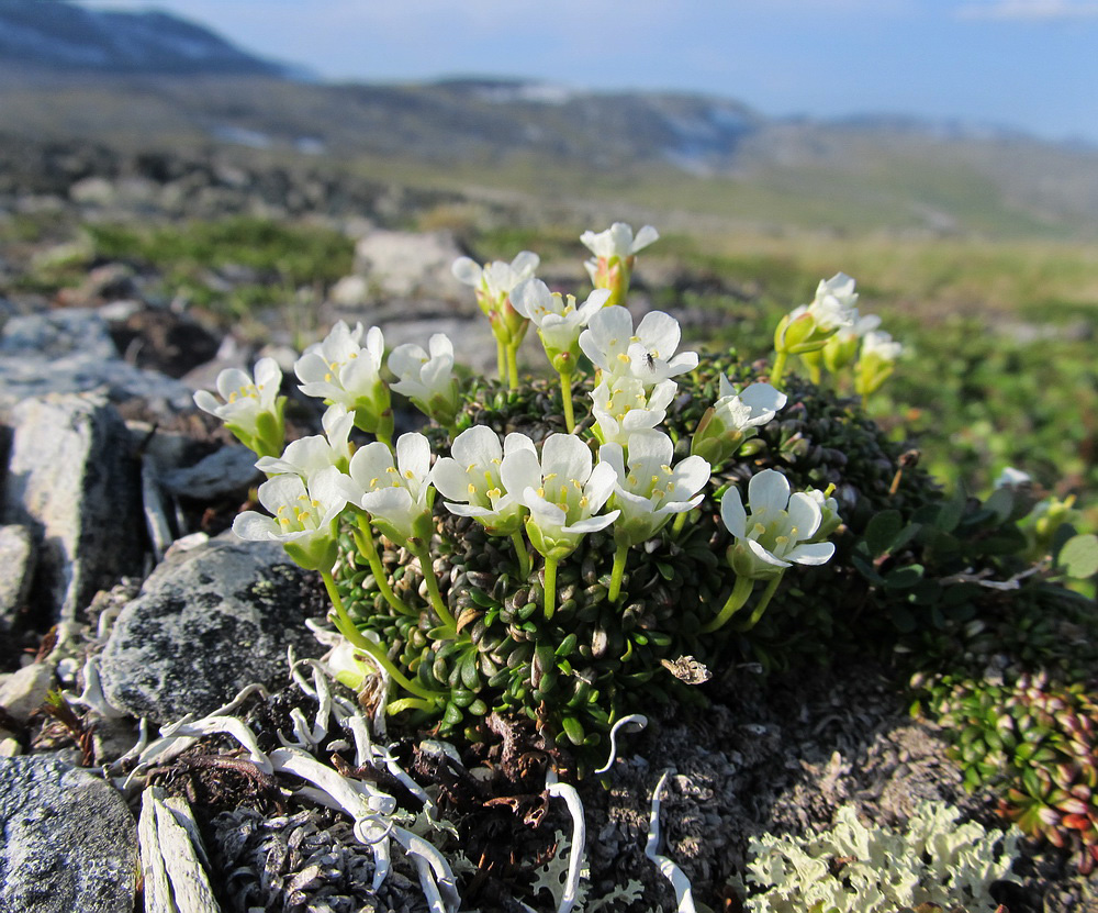 Изображение особи Diapensia lapponica.