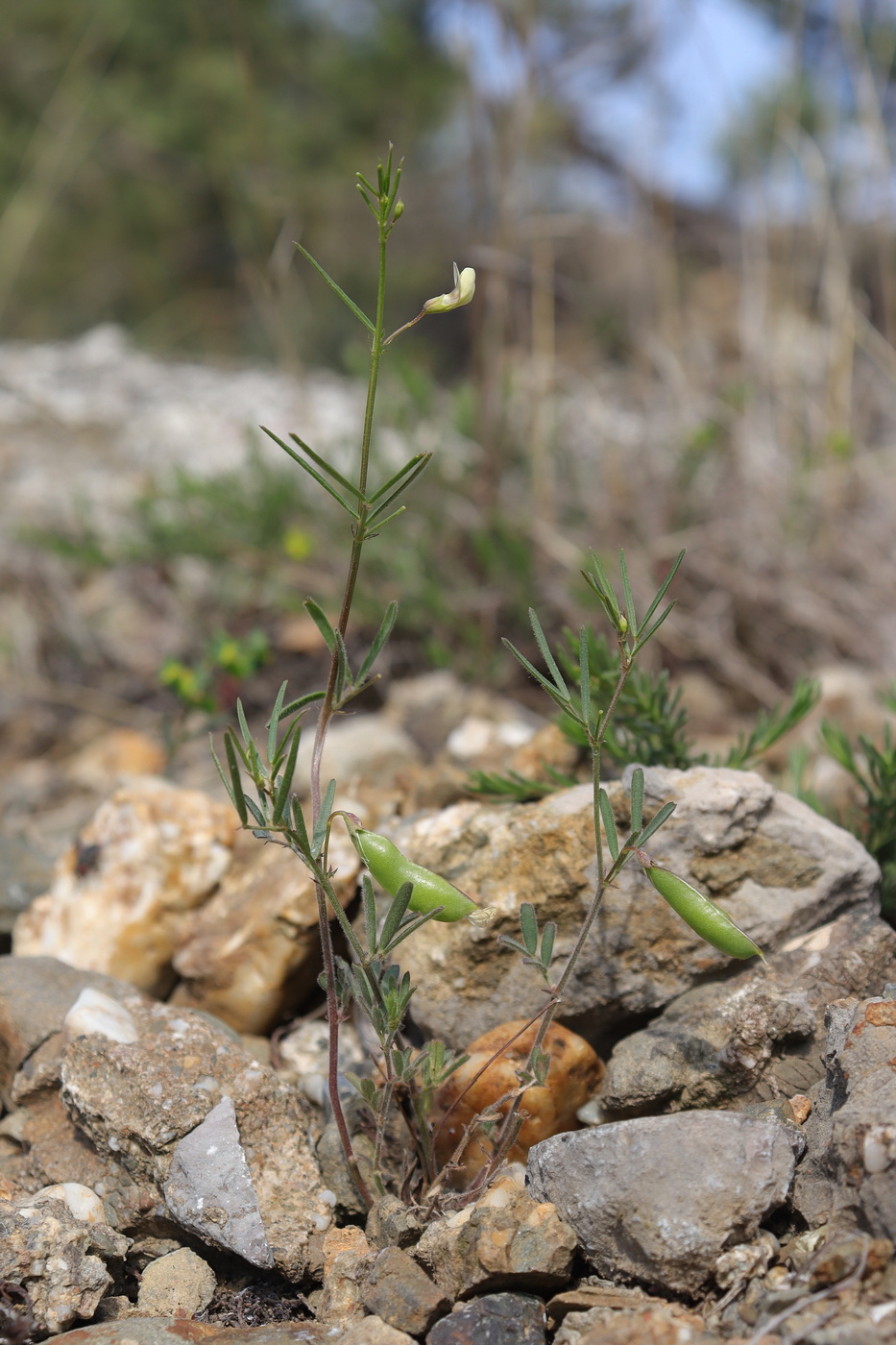 Image of Lathyrus saxatilis specimen.