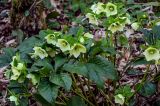 Helleborus caucasicus