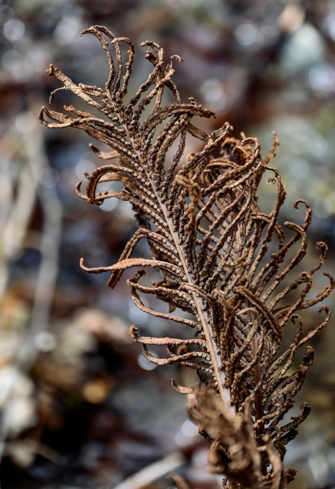 Image of Matteuccia struthiopteris specimen.