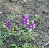 Vicia semiglabra