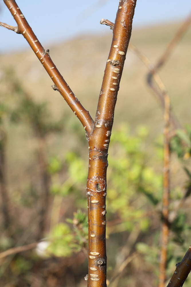 Image of Caragana frutex specimen.
