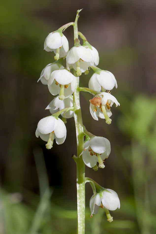 Image of genus Pyrola specimen.