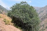 Celtis caucasica. Взрослое дерево. Узбекистан, Ташкентская обл., южный склон Чаткальского хр., басс. р. Ахангаран, окр. г. Янгиабад, ущ. р. Джакиндек, каменистый склон. 17.07.2021.