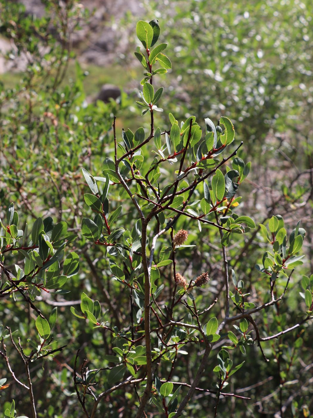 Изображение особи Salix caesia.