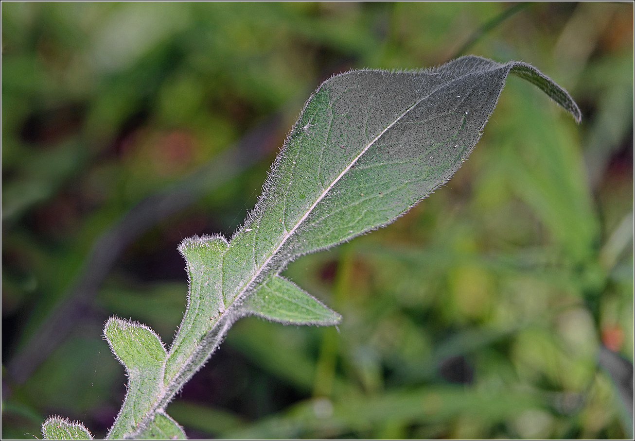 Изображение особи Knautia arvensis.