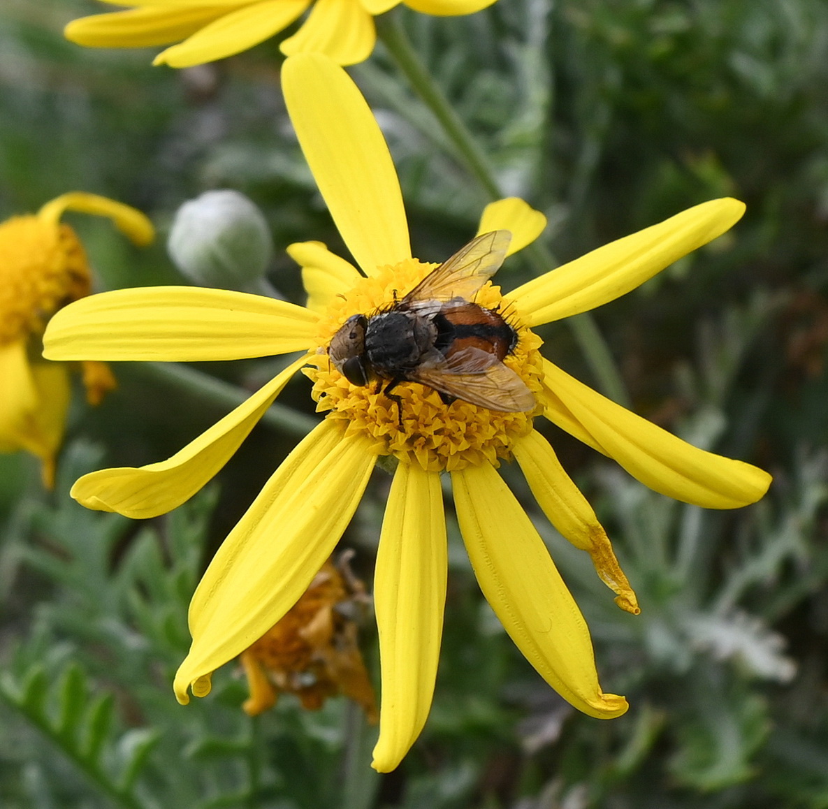 Изображение особи Euryops pectinatus.