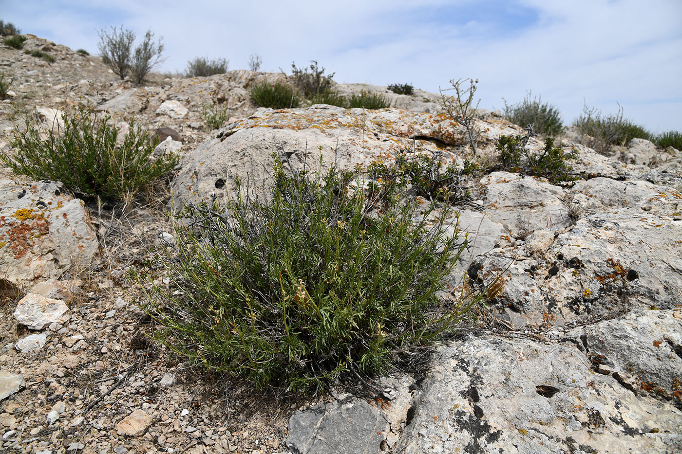 Изображение особи Niedzwedzkia semiretschenskia.