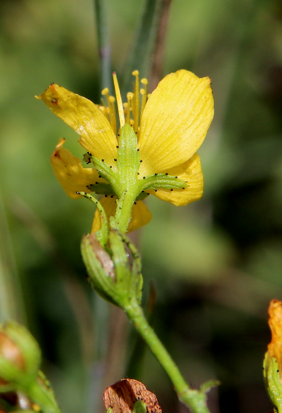 Image of Hypericum hirsutum specimen.