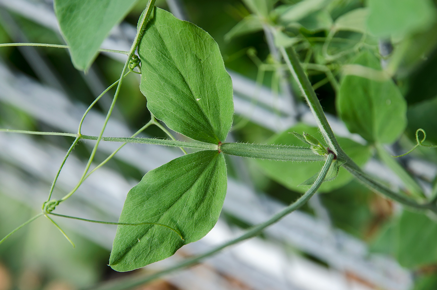 Изображение особи Lathyrus odoratus.