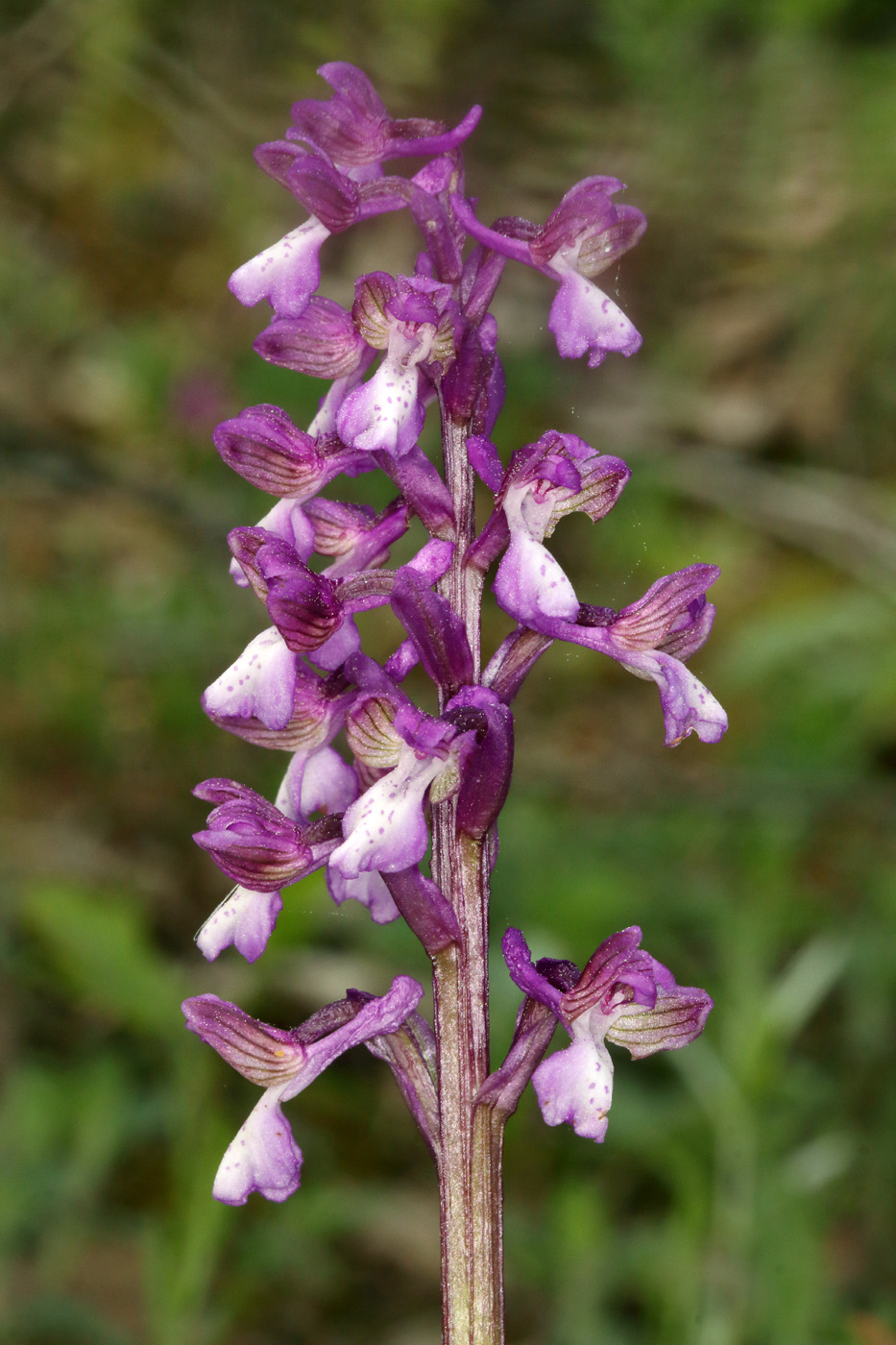 Изображение особи Anacamptis morio ssp. caucasica.