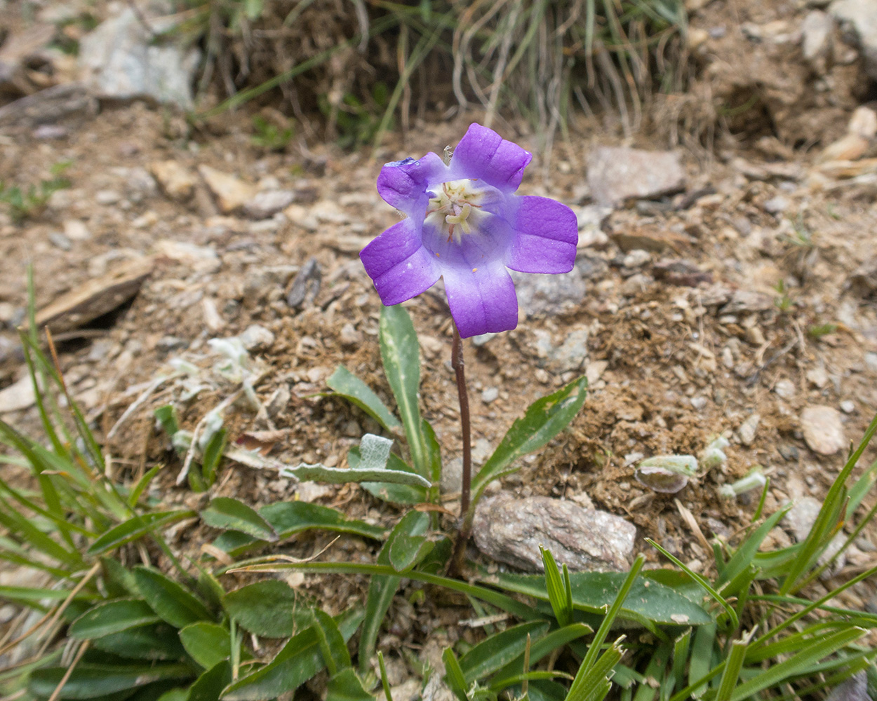Image of Campanula ciliata specimen.