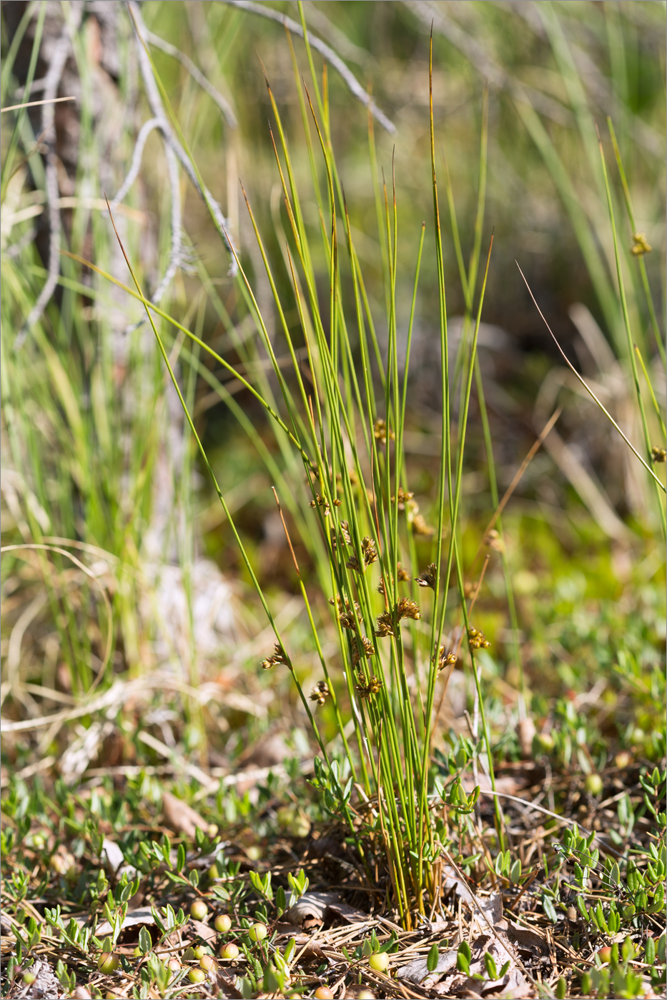 Image of Juncus filiformis specimen.