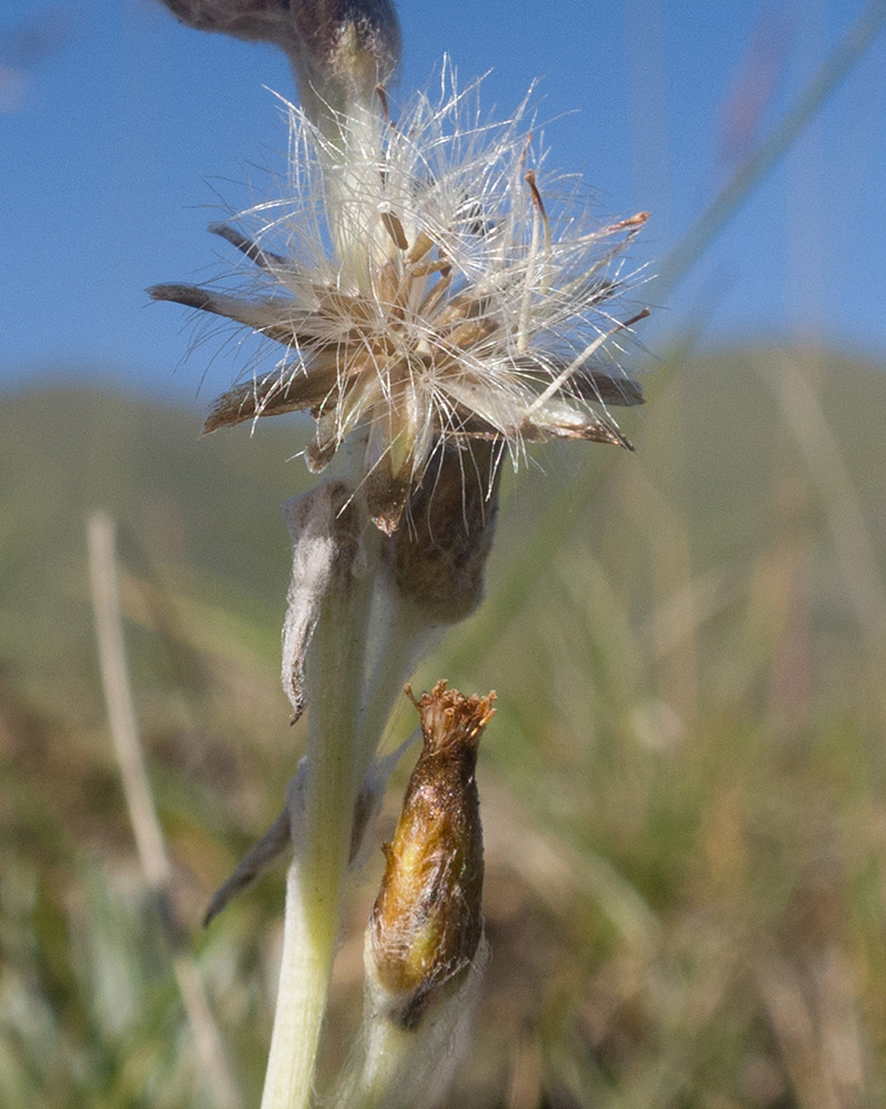 Image of Omalotheca supina specimen.
