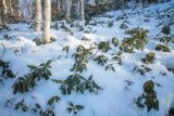Rhododendron aureum. Зимующие растения в снегу. Приморский край, Чугуевский р-н, гора Голец, смешанный лес. 23.01.2021.