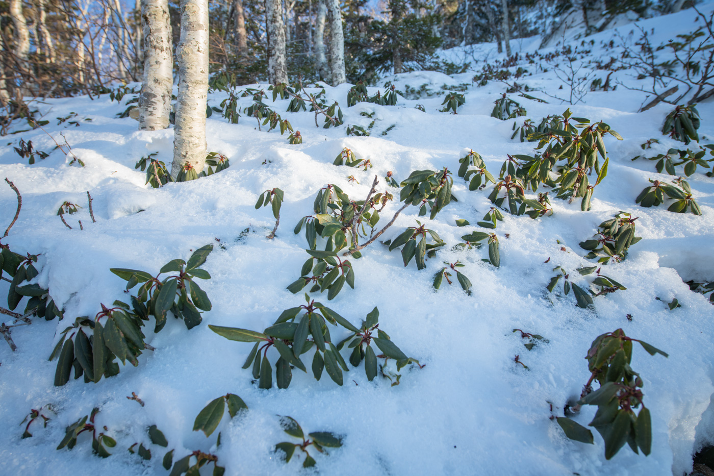 Изображение особи Rhododendron aureum.